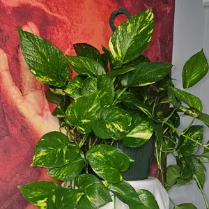 Large Golden Pothos, in a 10" hanging pot