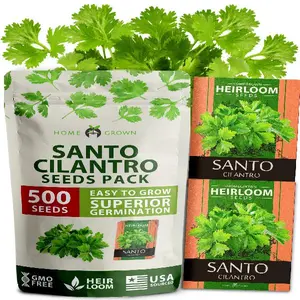 (Fast Growing Variety) 500+ Cilantro Seeds for Planting Indoors or Outdoors - Non-GMO, Heirloom Herbs, Coriander Plant Seeds - Santo Cilantro Herb Seeds for Your Indoor Herb Garden