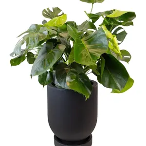 STANDARD Monstera x Cylindro