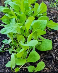 Slow Bolt Arugula Seeds