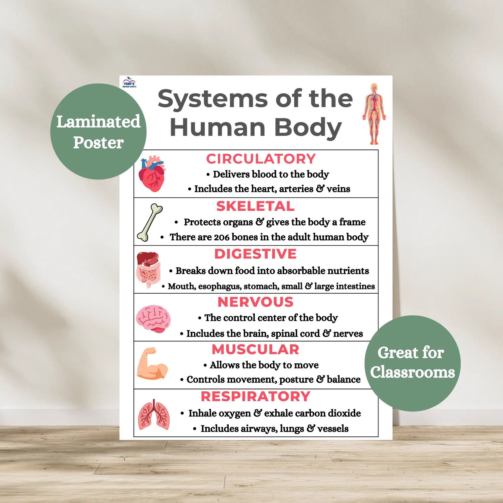 Systems of the Human Body Anchor Chart | Laminated Educational Poster ...