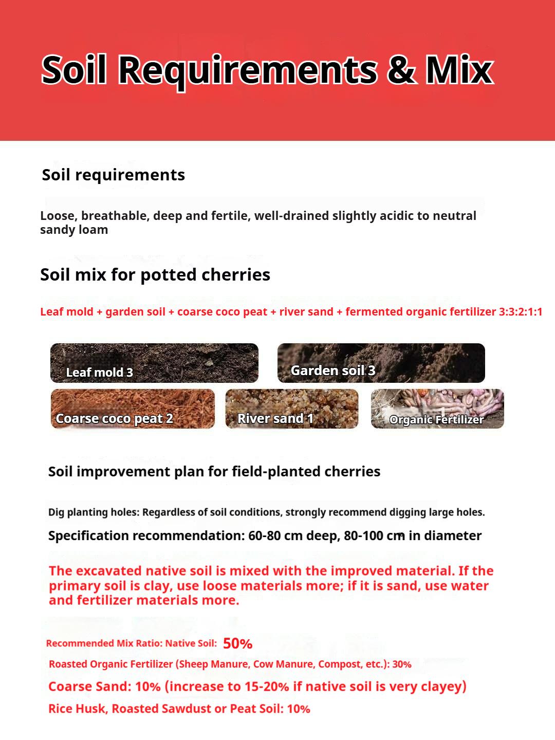 Cherry Live Plant Seedlings Hardy Compact Fruit Tree Starter Plants for Outdoor Garden Planting Patio Container Growing and Home Orchard Expansion 17-19 Inches Tall Fruiting Potential Cherry Live Plant Seedlings Hardy Compact Fruit Tree Starter Plants for Outdoor Garden Planting Patio Container Growing and Home Orchard Expansion 17-19 Inches Tall Fruiting Potential