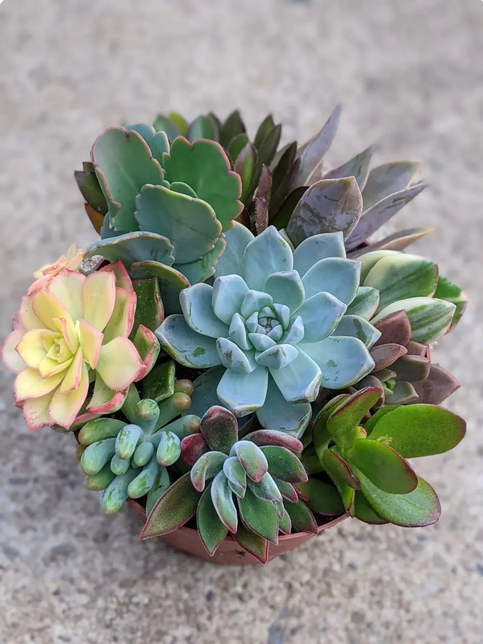 Colorful Succulent Cuttings: DIY Floral Arrangement Starter Kit