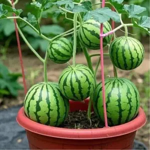 Mini Watermelon Seeds | Extra Sweet Small Watermelon | High Germination Rate | Compact Fruit Variety | Container & Garden Growing | Balcony Patio Backyard | Easy to Grow | Beginner Friendly | Non-GMO Watermelon Seeds
