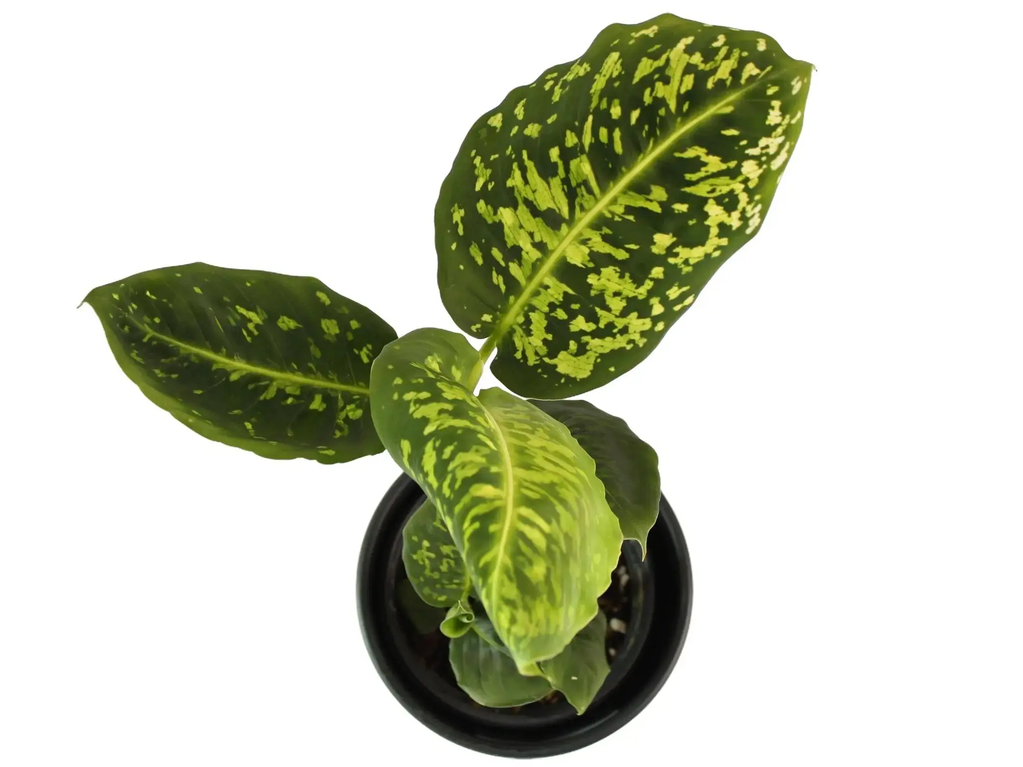 Dieffenbachia Reflector 4” Potted Live Plant - Rare Exotic Houseplant - Dieffenbachia seguine - Green Polka Dot Foliage - Spotted Pattern - Tropical Gift - Unique Indoor Plant - Round Waxy Leaves - Statement Greenery - Compact Growth