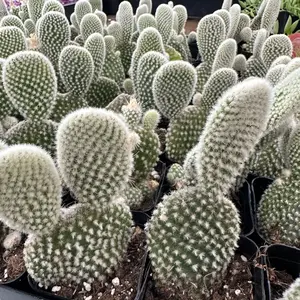 2” Polka Dot Cactus Opuntia Microdasys cactus