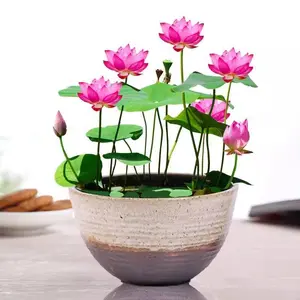 20 Double Petal Bowl Lotus Seeds – Elegant Water Lilies for Ponds and Indoor Gardens