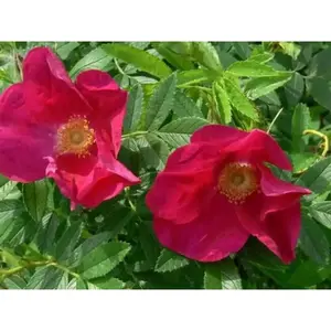 RED Rugosa Rose, Seed, PERENNIAL SHRUB