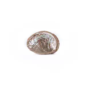 Abalone Shell Offering Bowl