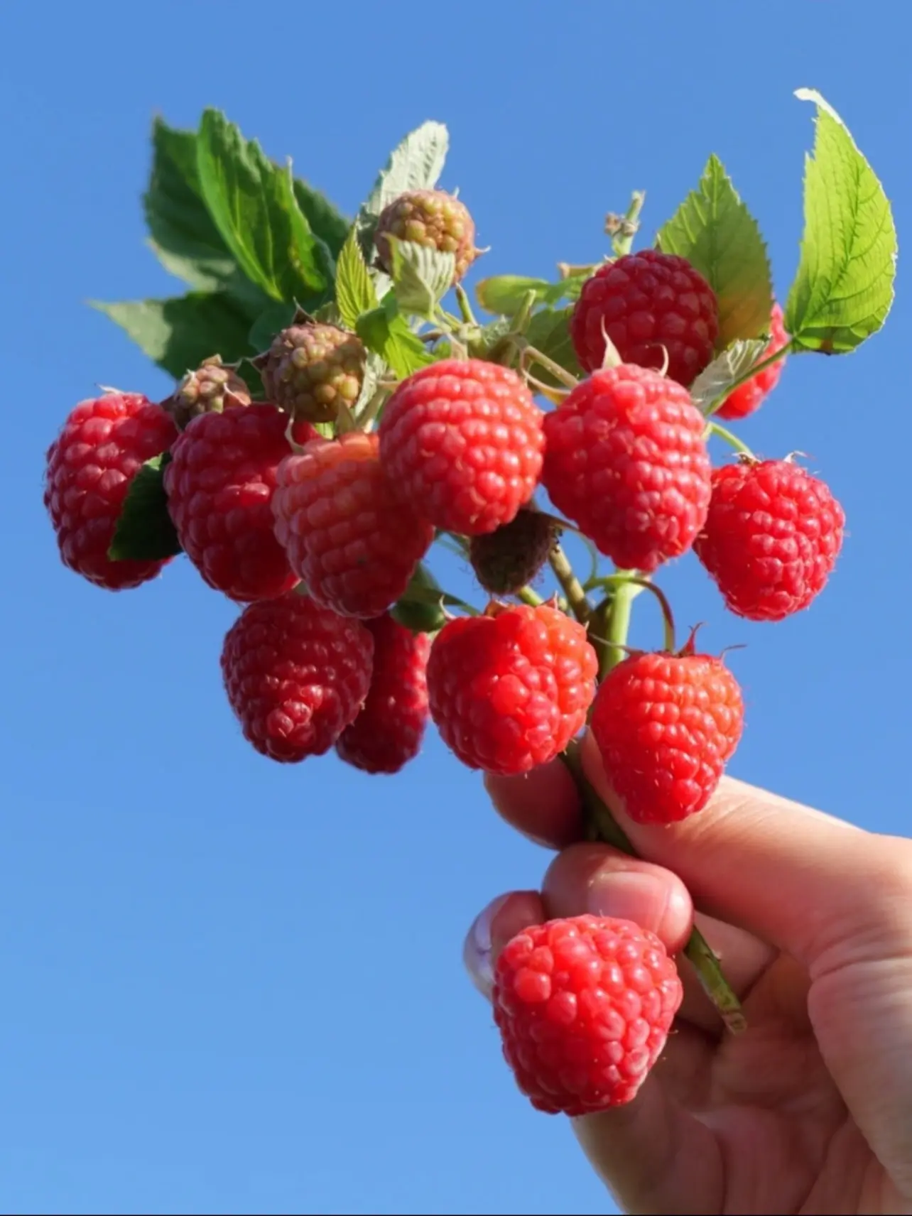 Columbia Mock Raspberry 4 Varieties Mixed Berry Seeds - Strawberry Blueberry Mock Strawberry ...