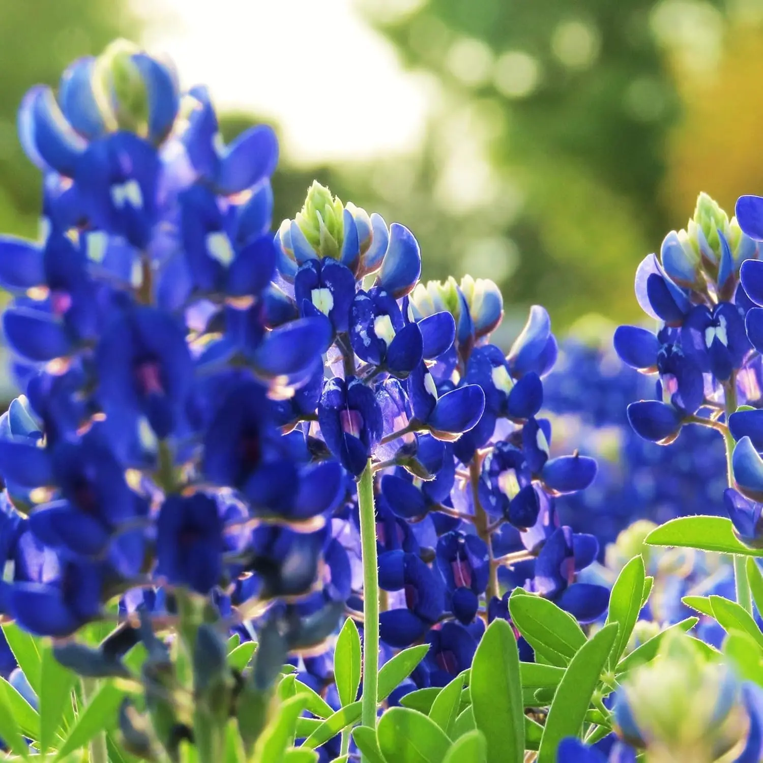 500 Seeds Annual Lupinus Texas Bluebonnet Wild Flower Seeds for Planting