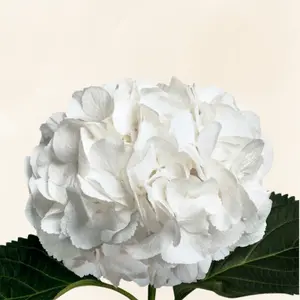 Hydrangeas Dutch White - Fresh and Exquisite Allure for Floral Design, 6-6.5" Bloom, 60-65 cm Stem, 30 Stems Full Pack, Year-Round Availability, 5-8 Days Vase Life