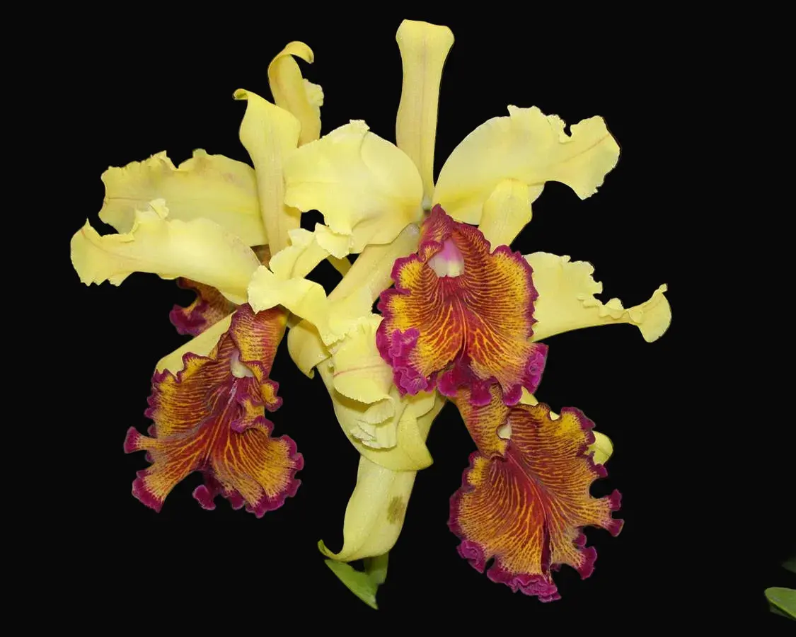Cattleya dowiana fma aurea 'Net Dream' | NBS