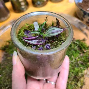 DIY Mini Crystal Terrarium | Living Moss Terrarium Kit w Live Natural Plants, Moss Agate & Amethyst Crystals, Easy Fun Ecofriendly DIY Craft