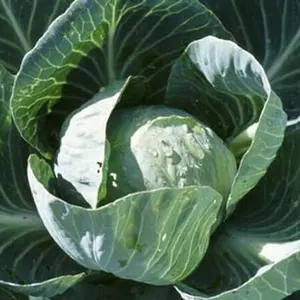 Organic All Season Cabbage