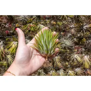 Jumbo Tillandsia Ionantha Guatemala 'Macho' Air Plants [Single Plant]