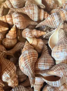 Fusie Conch Shell Fusinus