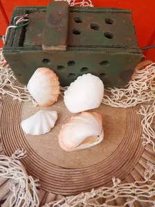 Mini tridacna 'giant' clam pairs- polished