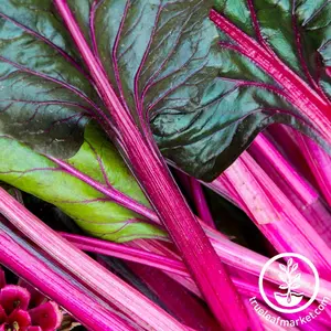 Swiss Chard Seeds - Pink Lipstick