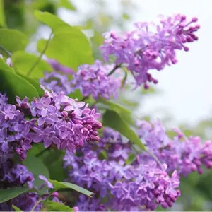 CZ GRAIN Purple Lilac Tree Seedling for Planting - Stunning Purple Blooms - Live Seedling Grows to About 1 Foot Tall