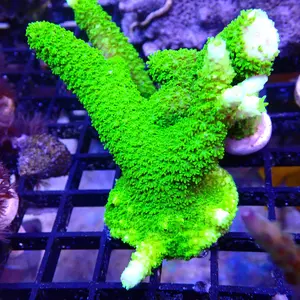 OG Green Slimer Acropora