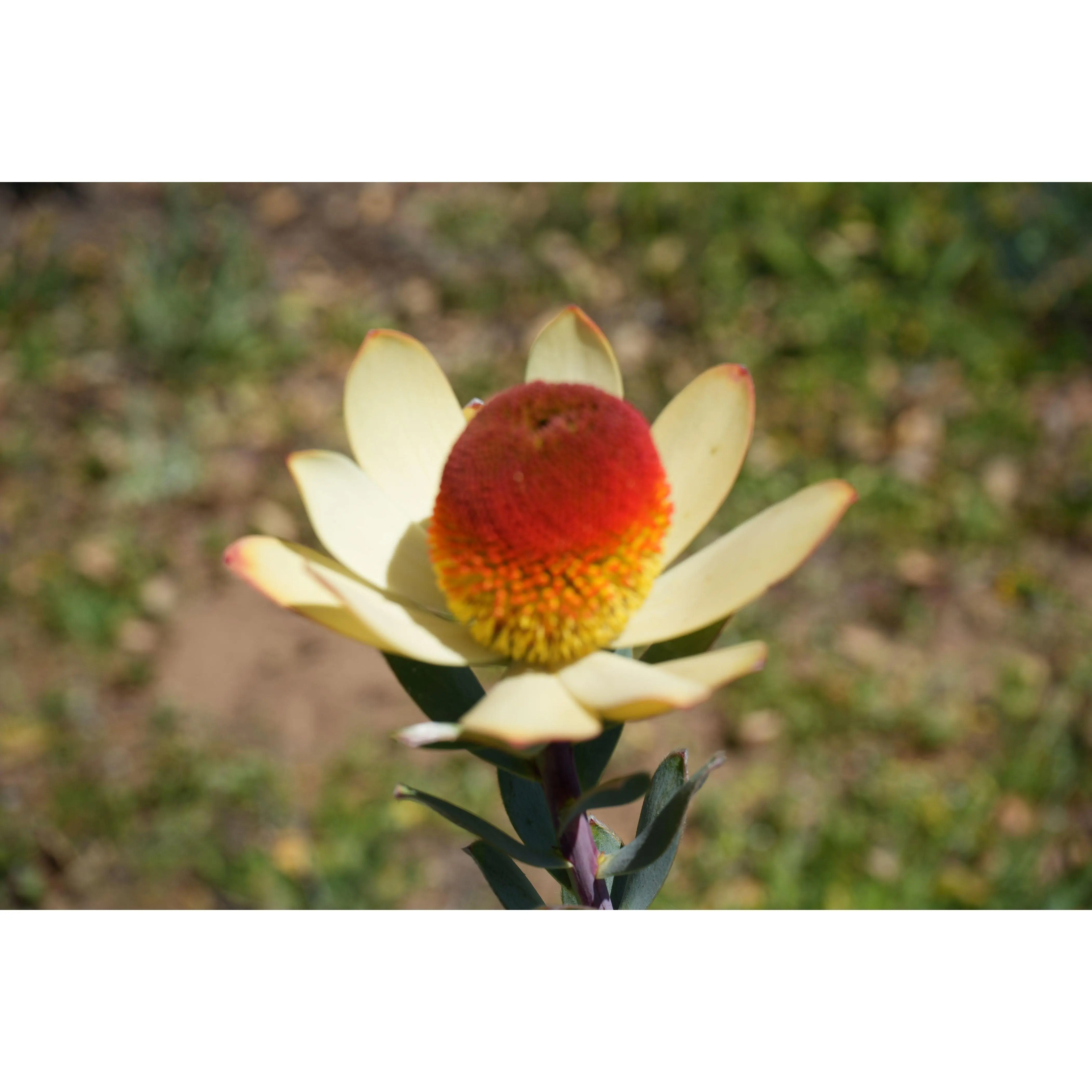 Leucadendron discolor 'Pom Pom': A Fluffy, Fun Addition to Your Garden