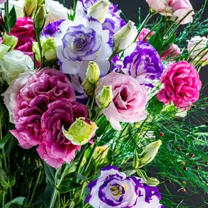 1000 Lisianthus Seeds for Planting, Mixed Color Eustoma Flower Seeds, Thornless Rose Seed, Non-GMO Eustoma Grandiflorum Perennial Garden Indoor Blooms。 Pack of 100 Mixed Color Eustoma Grandiflorum Seeds, Flower Seeds for Planting
