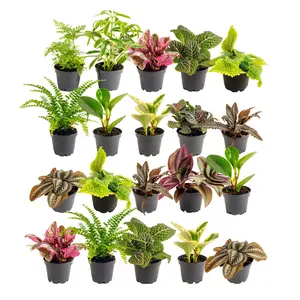 Costa Farms Live Indoor Plants in Decorative Pots, Easy to Maintain, Air Purifying Houseplants, Assorted Varieties, Room or Home Decor, House Warming Gift, 8-12 Inches Tall, Pack of 3