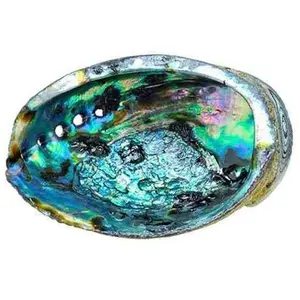 Green Abalone Shell – Approx. 6"–7" | Natural & Unique Limited Quantities!