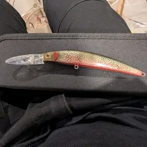 Walleye DD - (Product Name)