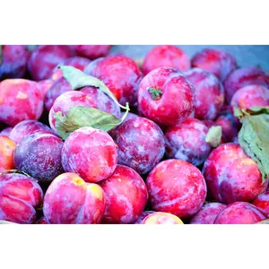 3 Satsuma Plum Tree Scions, Cuttings, Scionwood