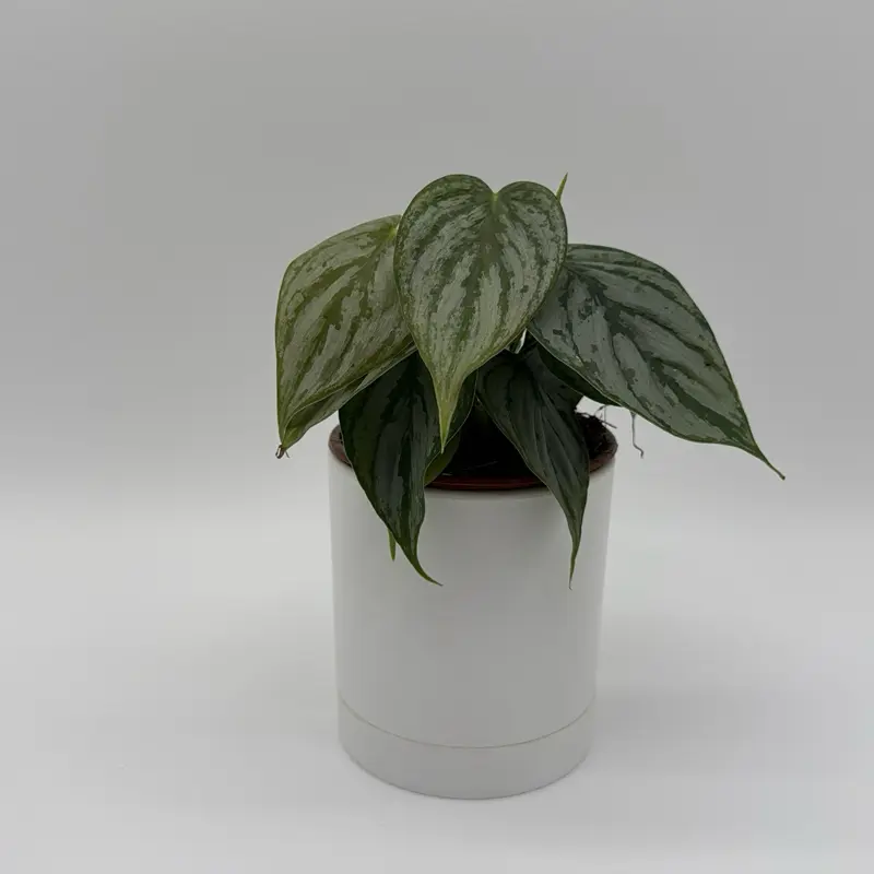 Philodendron Brandi 4" Pot House Plant - Vibrant Tropical Leaf Pattern for Home Decor & Beginner-Friendly Indoor Gardening