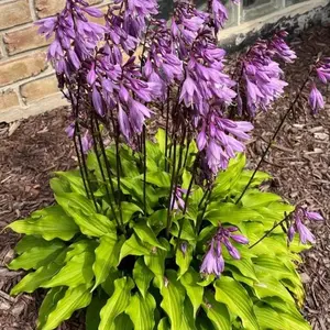 700PCS Perennial Hosta Seeds – Easy to Grow, Low Maintenance & Perfect for Lush Outdoor Gardens