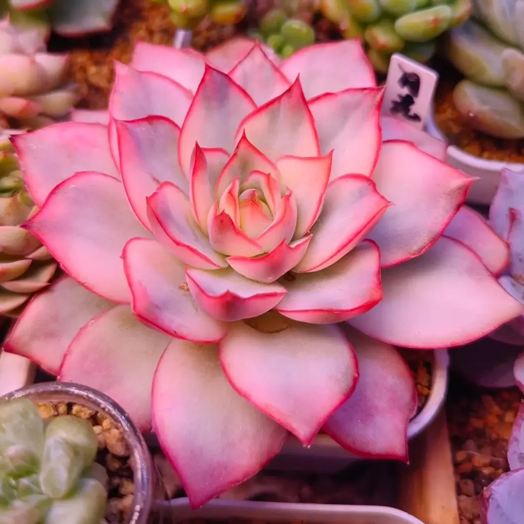 Echeveria ‘Moon Goddess’ Variegata Live Succulent｜Rare Variegated Succulent｜Dreamy Color｜Bare Root｜Easy Care｜Home Decor