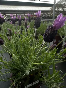 Lavender Seed
