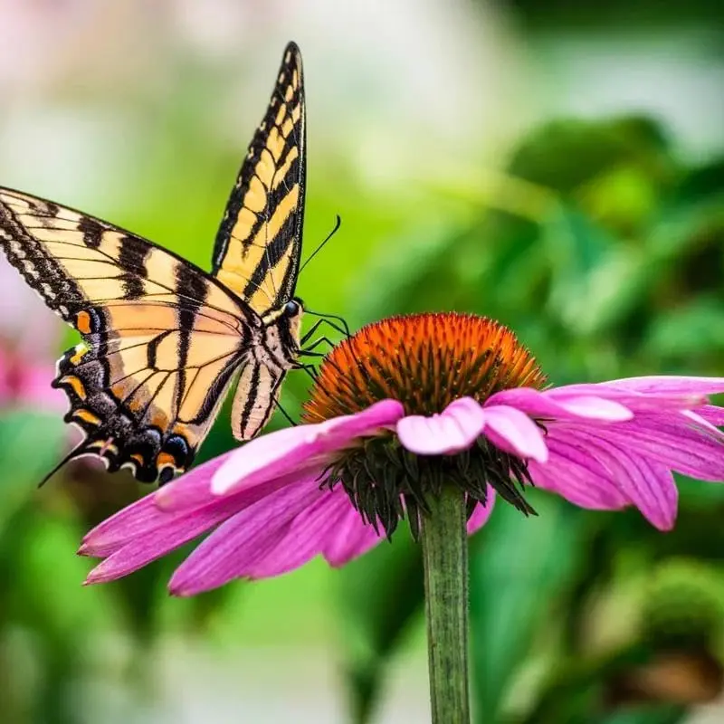 Daisy Flower Seeds Mixed Color Perennial Flowers Wildflower Garden Plants Pollinator Friendly Cut Flowers For Outdoor Planting And Landscaping