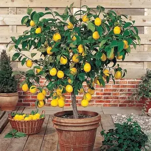 30 Lemon Seeds - Grow Your Own Bonsai or Full-Size Fruit-Bearing Tree - Non-GMO, Heirloom, Organic - Ideal for Zones 8-11