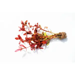 Ammania Gracilis (Thick RED Aquarium Plant)