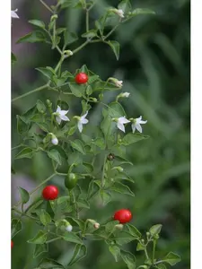 Chile Tepín