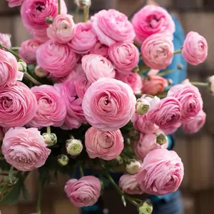 (10) Amandine Marshmallow Ranunculus Corms Bulbs Tubers Spring Garden Flowers