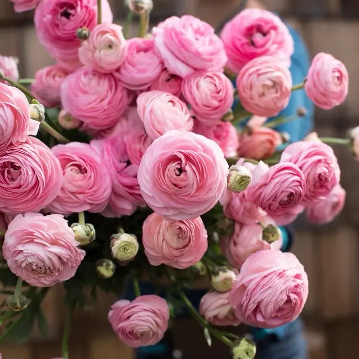 (10) Amandine Marshmallow Ranunculus Corms Bulbs Tubers Spring Garden Flowers