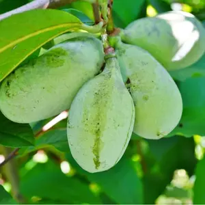 CZ GRAIN Paw Paw Tree Seedling – Grow Your Own Native Tropical Fruit