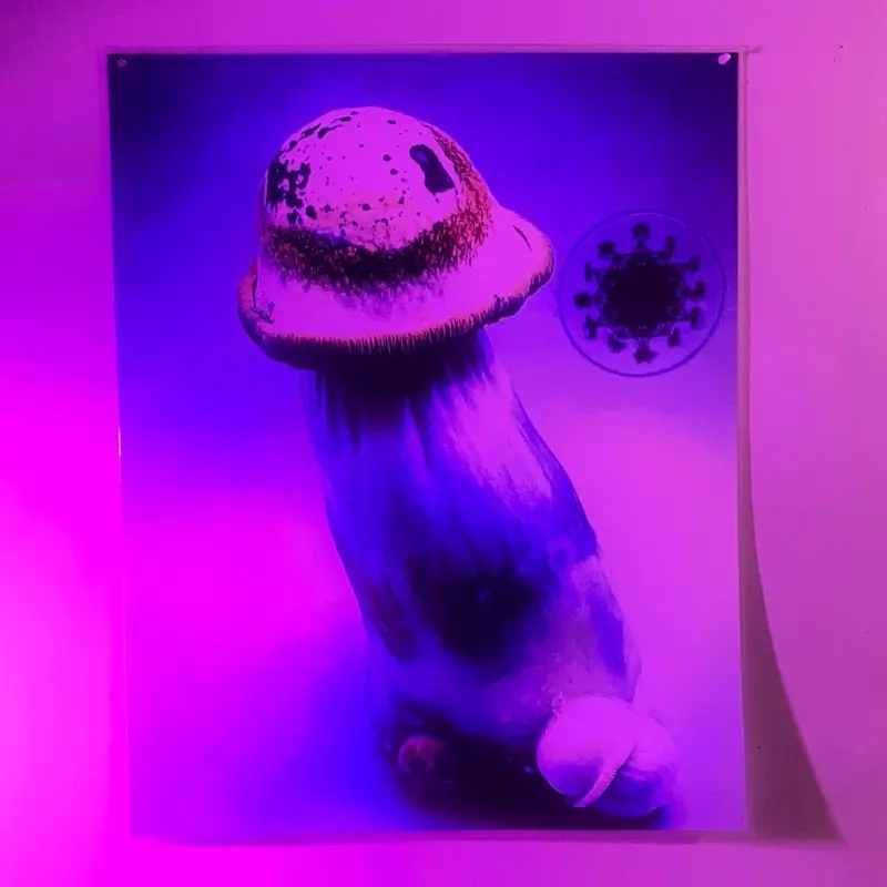 36X48 Laminated Poster Featuring Mushroom with Detailed Artwork and Unique Design