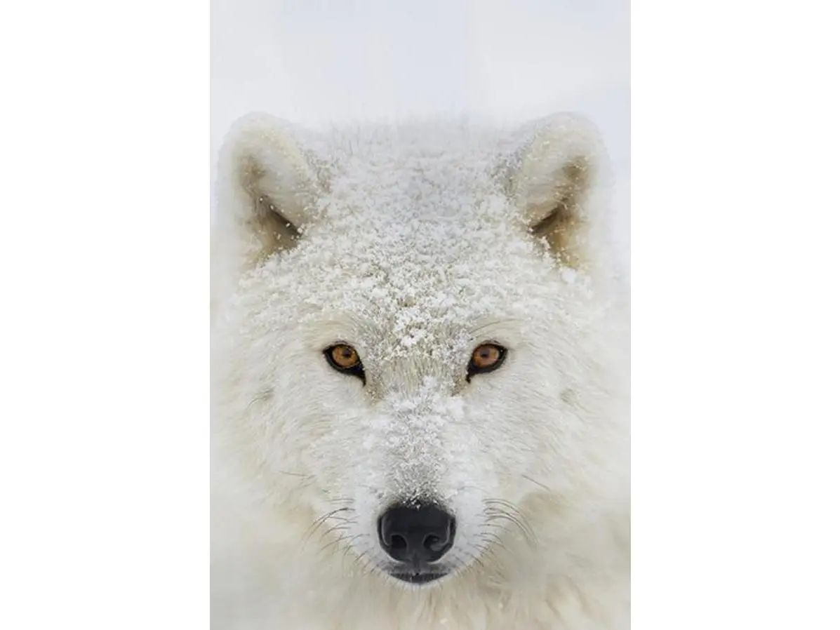 Artistic Arctic Wolf (Canis Lupus Arctos) Portrait Poster Print Photo by Dominic Marcoux - 12x18 in, Wall Decor, Ideal Gift, Montebello Quebec Canada Home Room Accent