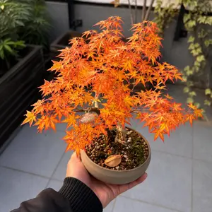 Premium Maple Seeds – High Germination Rate | Compact Flower Variety I Container &Garden Growing I Balcony Patio Backyard I Easy to Grow IBeginner Friendly I Non-GMO Heirloom Seeds