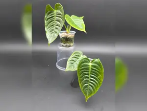 Anthurium Veitchii Small 