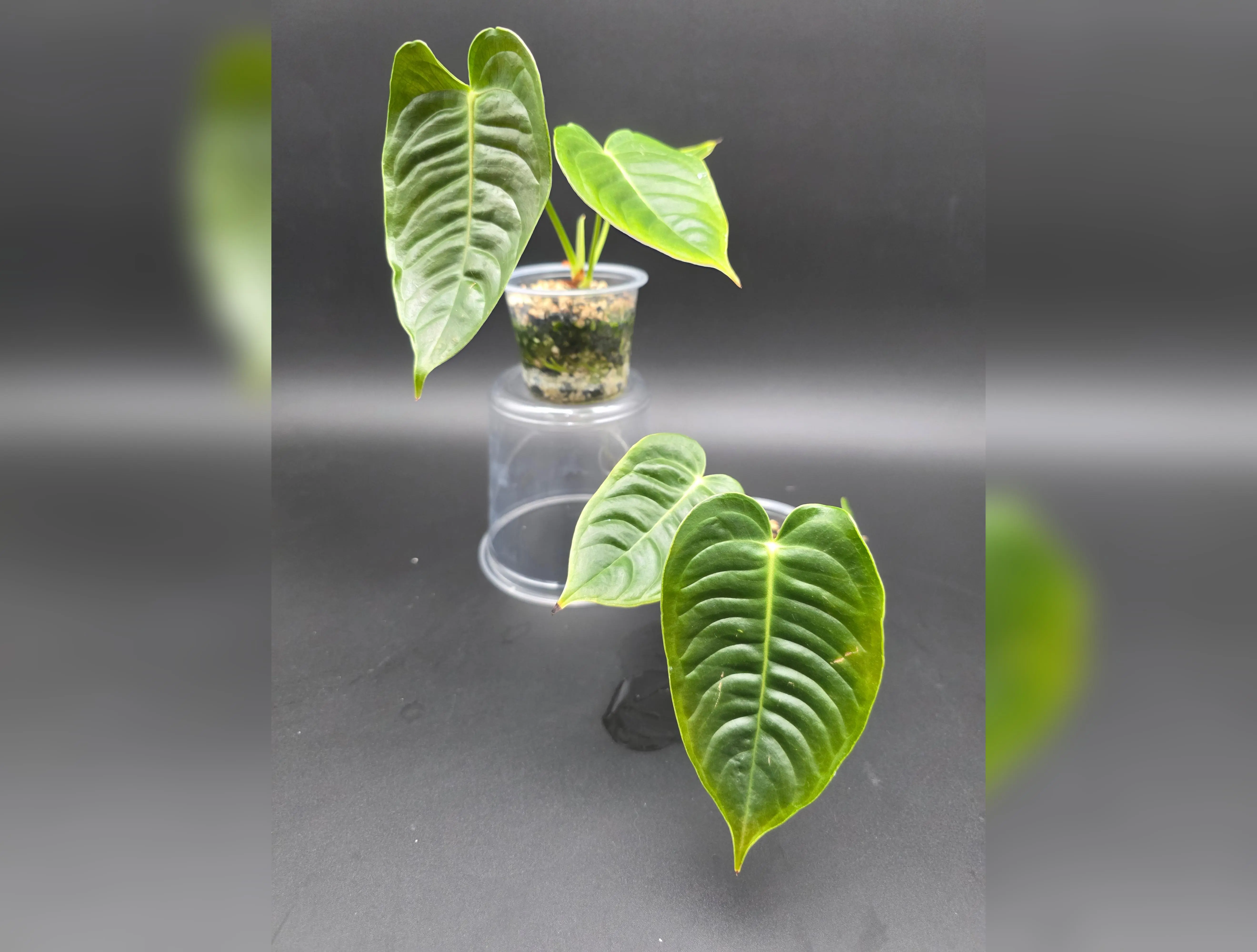 Anthurium Veitchii Small 