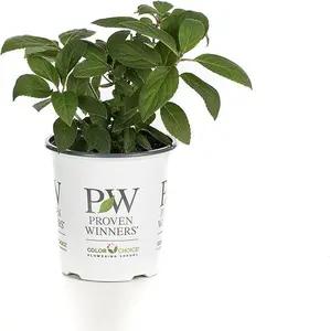 Bobo Hardy Hydrangea (Paniculata) Live Shrub, White to Pink Flowers, 4.5 in. Quart