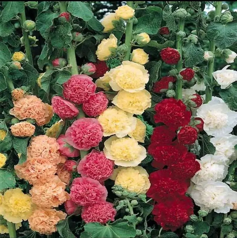 200pcs Double Flowered Hollyhock 'Radiant Rose' Seed Variety Pack - Non-GMO Heirloom Hardy Biennial Seeds for Planting, Home Garden Flower Backdrops