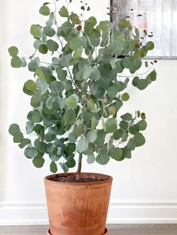 Non-GMO Eucalyptus Garden Plant Seeds - Easy-to-Grow Fragrant Evergreen Ornamentals, Ambiance-Enhancing, All Seasons Natural Growth for Home Garden & Balcony Fresh Air Decoration
